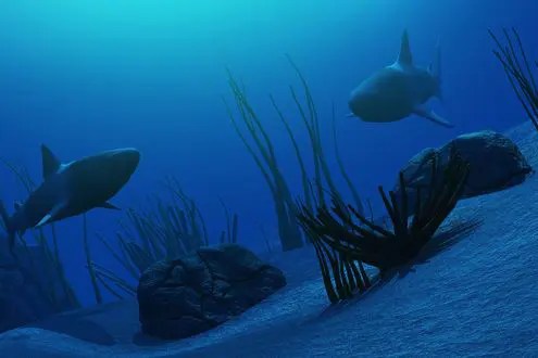 Shore Diving
