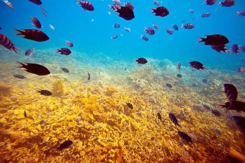 Daily Boat Diving